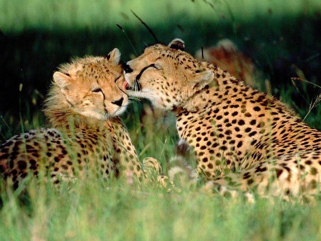 Grooming Cheetahs, Kenya